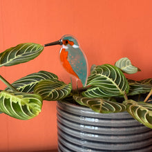 Load image into Gallery viewer, Kingfisher Plant Pot Pal